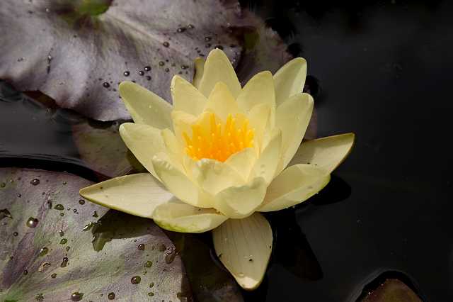 FH_VP_4280(Nymphaea marleacea yellow).jpg